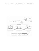 MODIFIED RNASE H AND DETECTION OF NUCLEIC ACID AMPLIFICATION diagram and image