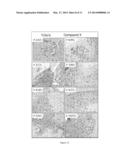 Stem Cell Mobilization and Tissue Repair and Regeneration diagram and image