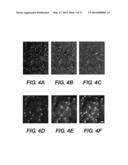 CHIMERIC NEUREGULINS AND METHOD OF MAKING AND USE THEREOF diagram and image