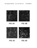 CHIMERIC NEUREGULINS AND METHOD OF MAKING AND USE THEREOF diagram and image