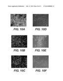 CHIMERIC NEUREGULINS AND METHOD OF MAKING AND USE THEREOF diagram and image