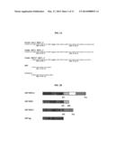 Mucin 3 EGF-like Domains diagram and image