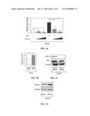 sGCalpha1 Inhibiting Compositions, and Methods of Treatment of Cancers     Therewith diagram and image