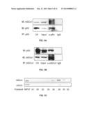 sGCalpha1 Inhibiting Compositions, and Methods of Treatment of Cancers     Therewith diagram and image