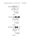 sGCalpha1 Inhibiting Compositions, and Methods of Treatment of Cancers     Therewith diagram and image