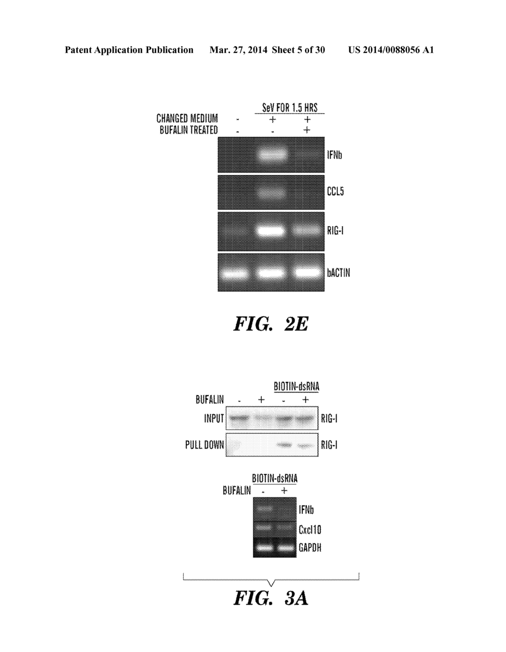 CARDIAC GLYCOSIDES ARE POTENT INHIBITORS OF INTERFERON-BETA GENE     EXPRESSION - diagram, schematic, and image 06