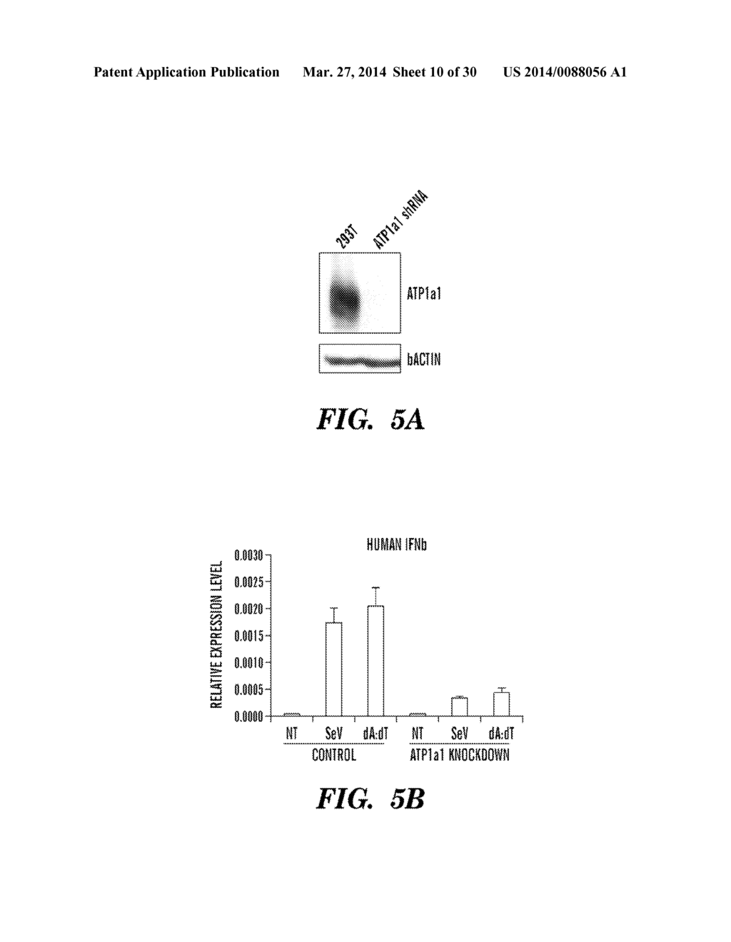 CARDIAC GLYCOSIDES ARE POTENT INHIBITORS OF INTERFERON-BETA GENE     EXPRESSION - diagram, schematic, and image 11