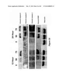 Compositions and Methods for Localized Drug Delivery through Mammary     Papillae diagram and image