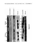 Compositions and Methods for Localized Drug Delivery through Mammary     Papillae diagram and image