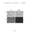 SUBGROUP B RECOMBINANT HUMAN ADENOVIRUS VECTOR, AND METHODS FOR     CONSTRUCTING AND FOR USING THE SAME diagram and image