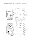 Genetically Modified Mice and Engraftment diagram and image