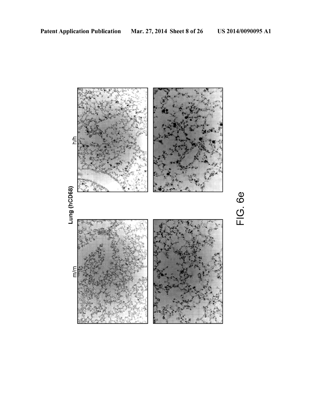 Genetically Modified Mice and Engraftment - diagram, schematic, and image 09