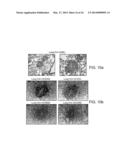 Genetically Modified Mice and Engraftment diagram and image