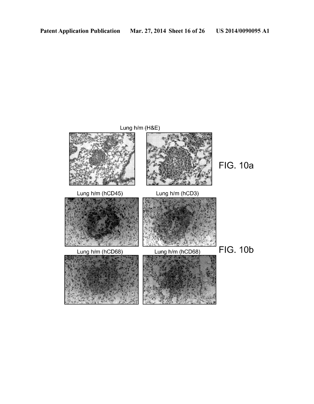 Genetically Modified Mice and Engraftment - diagram, schematic, and image 17