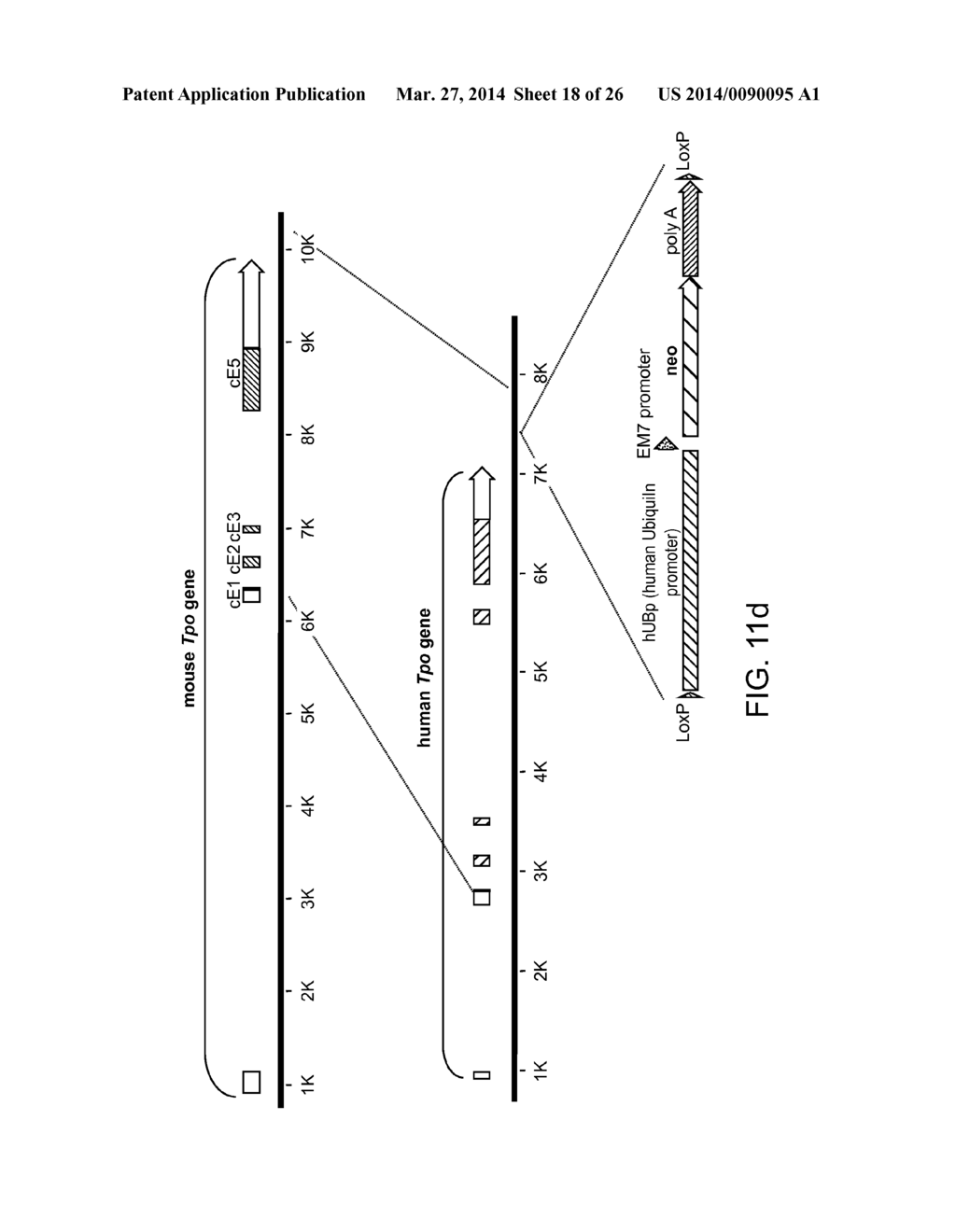 Genetically Modified Mice and Engraftment - diagram, schematic, and image 19