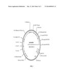 TRANSGENIC PLANTS WITH ENHANCED AGRONOMIC TRAITS diagram and image