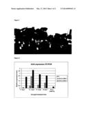 USE OF THE RD29 PROMOTER OR FRAGMENTS THEREOF FOR STRESS-INDUCIBLE     EXPRESSION OF TRANSGENES IN COTTON diagram and image