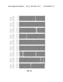 FUNCTIONAL EXPRESSION OF SHUFFLED YEAST NITRATE TRANSPORTER (YNT1) IN     MAIZE TO IMPROVE NITRATE UPTAKE UNDER LOW NITRATE ENVIRONMENT diagram and image