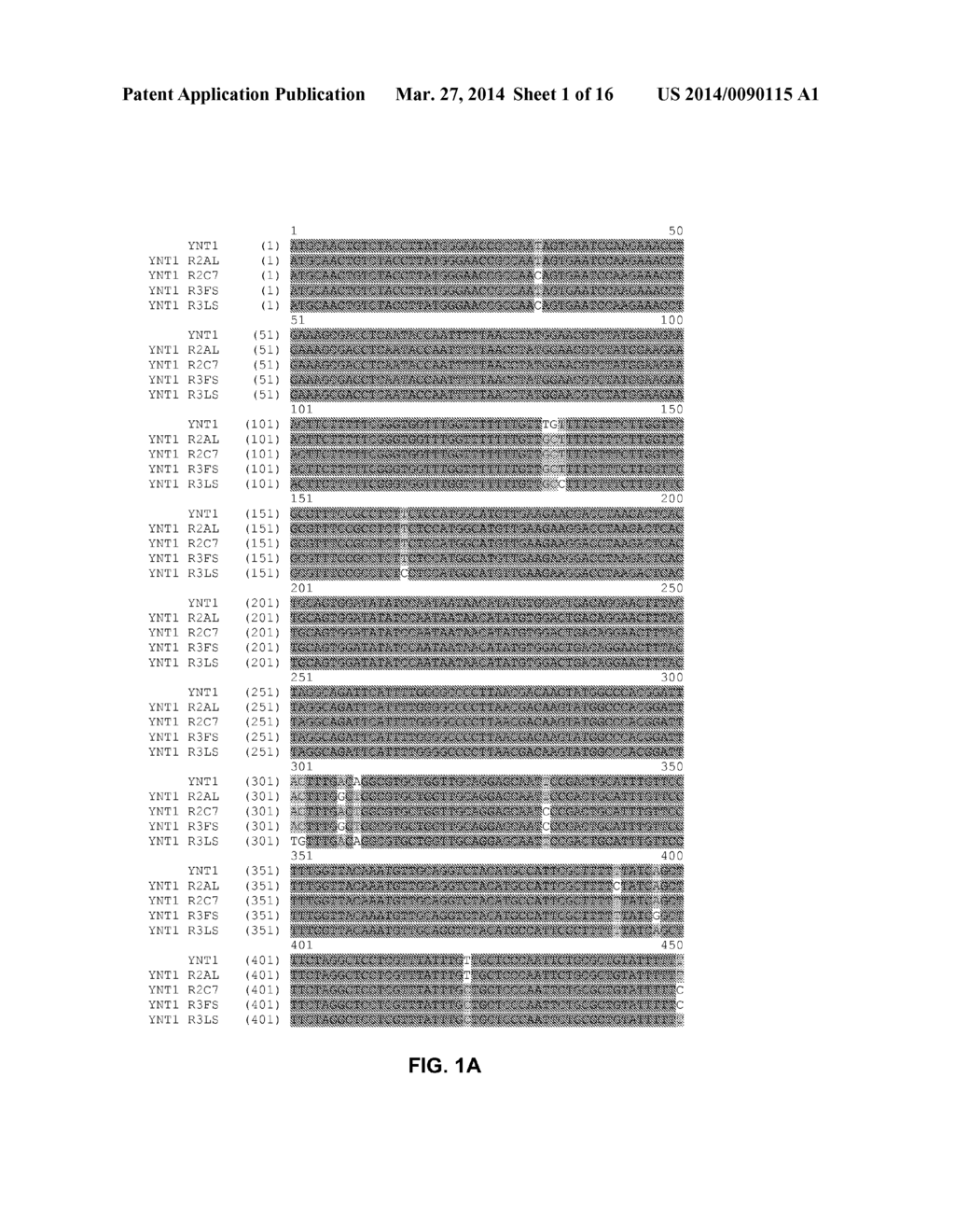 FUNCTIONAL EXPRESSION OF SHUFFLED YEAST NITRATE TRANSPORTER (YNT1) IN     MAIZE TO IMPROVE NITRATE UPTAKE UNDER LOW NITRATE ENVIRONMENT - diagram, schematic, and image 02