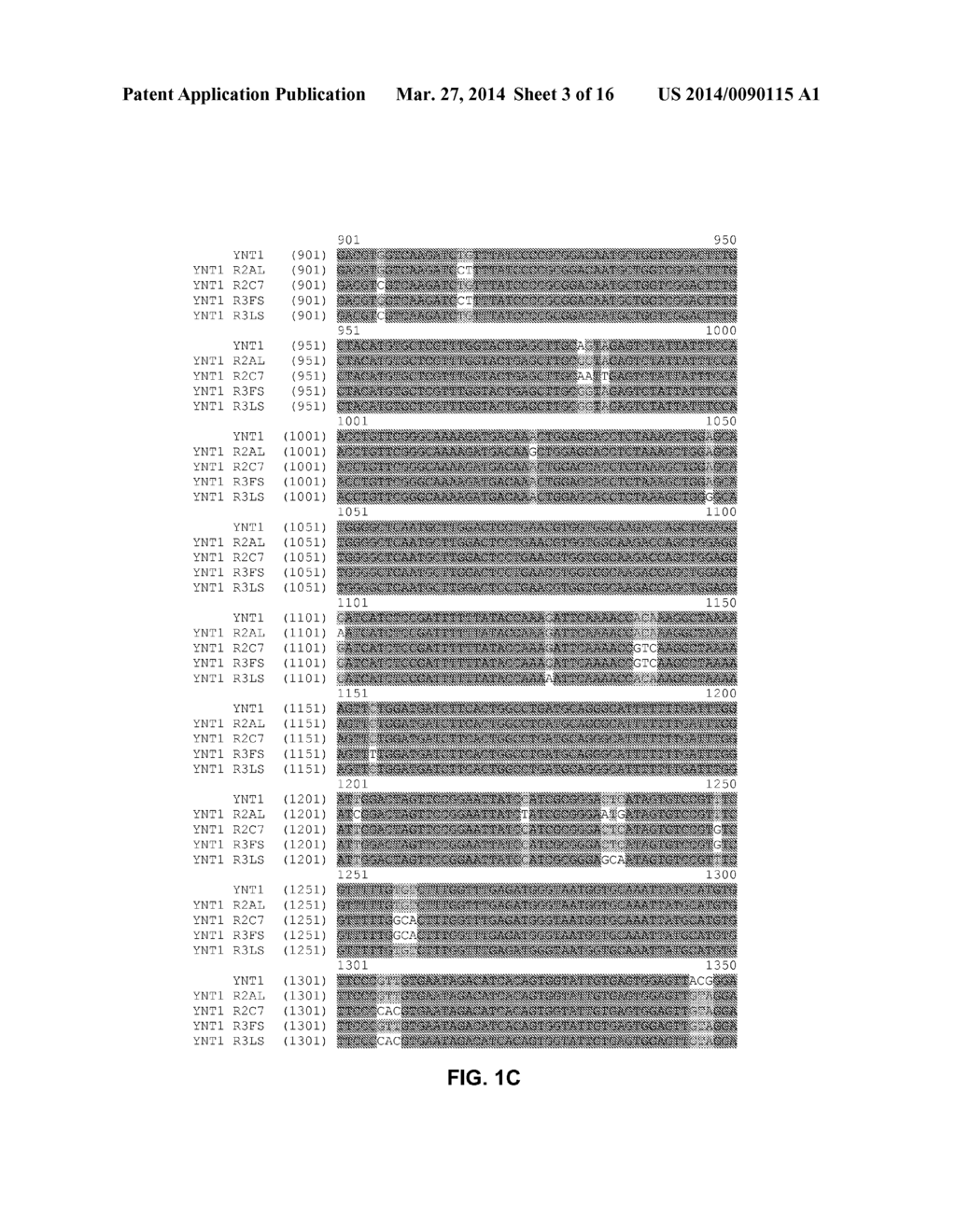 FUNCTIONAL EXPRESSION OF SHUFFLED YEAST NITRATE TRANSPORTER (YNT1) IN     MAIZE TO IMPROVE NITRATE UPTAKE UNDER LOW NITRATE ENVIRONMENT - diagram, schematic, and image 04