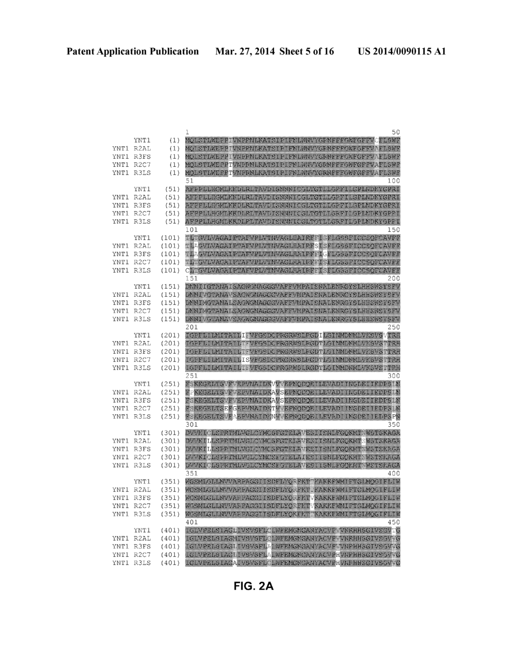 FUNCTIONAL EXPRESSION OF SHUFFLED YEAST NITRATE TRANSPORTER (YNT1) IN     MAIZE TO IMPROVE NITRATE UPTAKE UNDER LOW NITRATE ENVIRONMENT - diagram, schematic, and image 06