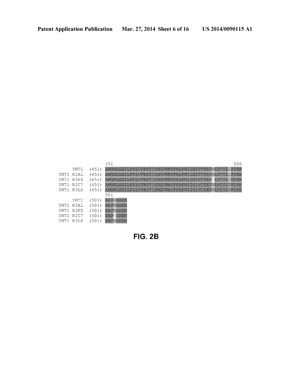 FUNCTIONAL EXPRESSION OF SHUFFLED YEAST NITRATE TRANSPORTER (YNT1) IN     MAIZE TO IMPROVE NITRATE UPTAKE UNDER LOW NITRATE ENVIRONMENT - diagram, schematic, and image 07