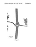 Hop Plant Named  HORT3953  diagram and image