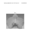 Phalaenopsis orchid plant named  Honesty  diagram and image