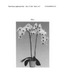 Phalaenopsis orchid plant named  Ava Star  diagram and image