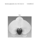 Phalaenopsis orchid plant named  Ava Star  diagram and image