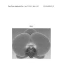 Phalaenopsis orchid plant named  Jazz  diagram and image