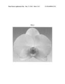 Phalaenopsis orchid plant named  Honeymoon  diagram and image