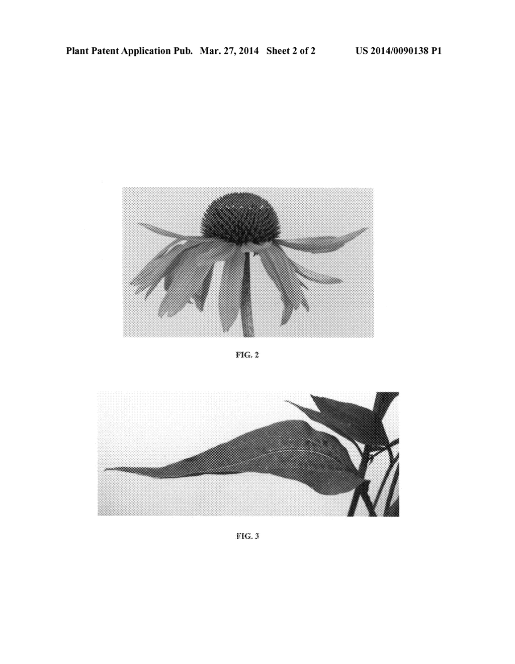 Echinacea plant named 'Orpass' - diagram, schematic, and image 04