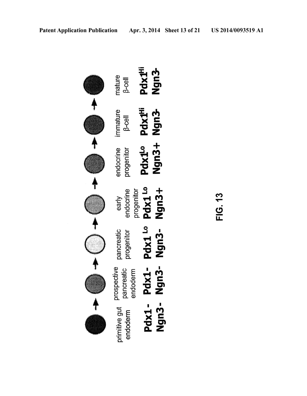 METHODS FOR PANCREATIC TISSUE REGENERATION - diagram, schematic, and image 14