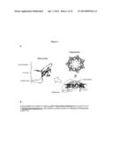 MODIFIED CHAPERONIN 10 diagram and image