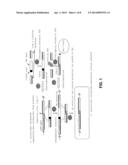 COMPOSITIONS AND METHODS OF ENHANCING IMMUNE RESPONSES diagram and image