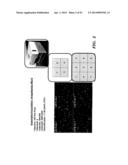 REGULATORS OF NFAT AND/OR STORE-OPERATED CALCIUM ENTRY diagram and image