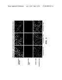 REGULATORS OF NFAT AND/OR STORE-OPERATED CALCIUM ENTRY diagram and image