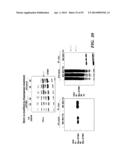 REGULATORS OF NFAT AND/OR STORE-OPERATED CALCIUM ENTRY diagram and image