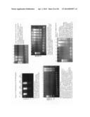 Cross priming amplification of target nucleic acids diagram and image