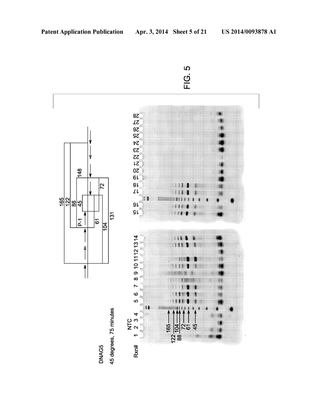 MUTANT ENDONUCLEASE V ENZYMES AND APPLICATIONS THEREOF - diagram, schematic, and image 06