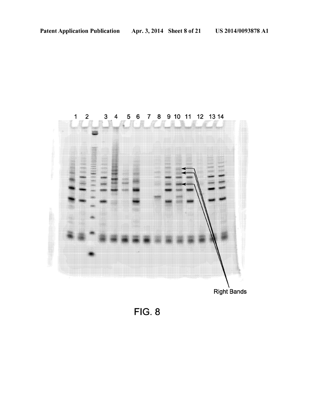 MUTANT ENDONUCLEASE V ENZYMES AND APPLICATIONS THEREOF - diagram, schematic, and image 09