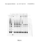 MUTANT ENDONUCLEASE V ENZYMES AND APPLICATIONS THEREOF diagram and image