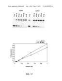 MUTANT ENDONUCLEASE V ENZYMES AND APPLICATIONS THEREOF diagram and image