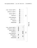 MUTANT ENDONUCLEASE V ENZYMES AND APPLICATIONS THEREOF diagram and image