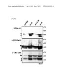 MARKER COMPRISING ANTI-CK8/18 COMPLEX AUTOANTIBODY AND ITS USE FOR     DIAGNOSING CANCER diagram and image