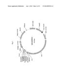 EXPRESSION VECTOR FOR ANIMAL CELLS INCLUDING CSP-B 5 -SAR FACTOR AND     METHOD FOR PRODUCING RECOMBINANT PROTEINS USING SAME diagram and image