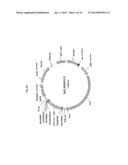 EXPRESSION VECTOR FOR ANIMAL CELLS INCLUDING CSP-B 5 -SAR FACTOR AND     METHOD FOR PRODUCING RECOMBINANT PROTEINS USING SAME diagram and image