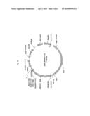 EXPRESSION VECTOR FOR ANIMAL CELLS INCLUDING CSP-B 5 -SAR FACTOR AND     METHOD FOR PRODUCING RECOMBINANT PROTEINS USING SAME diagram and image