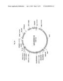 EXPRESSION VECTOR FOR ANIMAL CELLS INCLUDING CSP-B 5 -SAR FACTOR AND     METHOD FOR PRODUCING RECOMBINANT PROTEINS USING SAME diagram and image